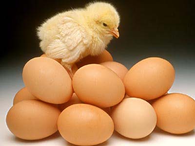鸡蛋-夏季养生保健护甲